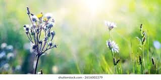 Attēlu rezultāti vaicājumam “Crepis tectorum flower”