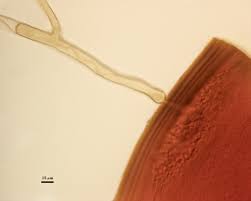 Attēlu rezultāti vaicājumam “Physarum decipiens spores”