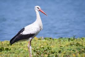 Attēlu rezultāti vaicājumam “Ciconia ciconia adult”