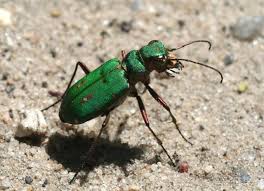 Attēlu rezultāti vaicājumam “Cicindela campestris imago”