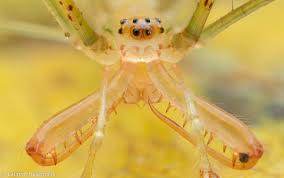 Attēlu rezultāti vaicājumam “Tetragnathidae”