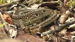 Attēlu rezultāti vaicājumam “Lacerta agilis female”