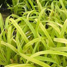 Attēlu rezultāti vaicājumam “Milium effusum flower”