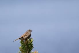 Attēlu rezultāti vaicājumam “Prunella modularis adult”