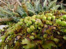 Attēlu rezultāti vaicājumam “Reboulia hemisphaerica”