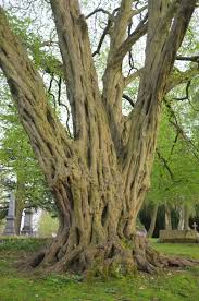 Attēlu rezultāti vaicājumam “Carpinus betulus”