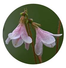 Attēlu rezultāti vaicājumam “Linnaea borealis flower”