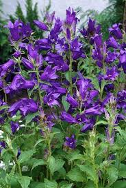 Attēlu rezultāti vaicājumam “Campanula latifolia flower”