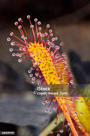 Attēlu rezultāti vaicājumam “Drosera anglica leaf”