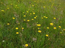 Attēlu rezultāti vaicājumam “Hypochaeris radicata”