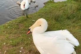 Image result for South Yorkshire Swans