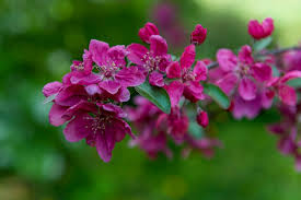 Attēlu rezultāti vaicājumam “Malus purpurea leaf”