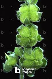 Attēlu rezultāti vaicājumam “Cynoglossum officinale fruit”