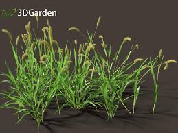 Attēlu rezultāti vaicājumam “Setaria viridis”