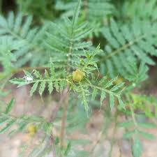 Attēlu rezultāti vaicājumam “Tagetes leaf”