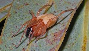 Attēlu rezultāti vaicājumam “Cheiracanthium sp.”