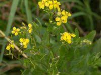 Attēlu rezultāti vaicājumam “Sisymbrium volgense”