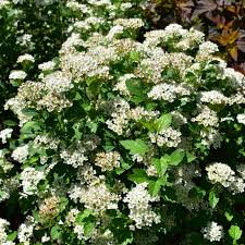 Attēlu rezultāti vaicājumam “Physocarpus opulifolius”