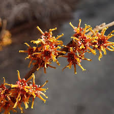 Attēlu rezultāti vaicājumam “Hamamelis”