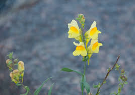 Image result for Linaria vulgaris