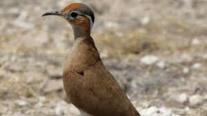 Image result for Cursorius cursor