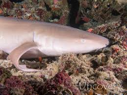 Image result for Nebrius ferrugineus