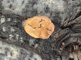 Attēlu rezultāti vaicājumam “Fuligo luteonitens macro”