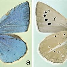 Attēlu rezultāti vaicājumam “Agrodiaetus damon underside”