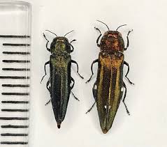 Attēlu rezultāti vaicājumam “Adomerus biguttatus”