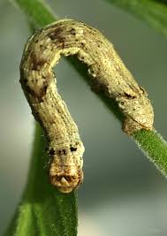 Attēlu rezultāti vaicājumam “Ectropis crepuscularia”