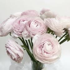 Attēlu rezultāti vaicājumam “Ranunculus mendax flower”