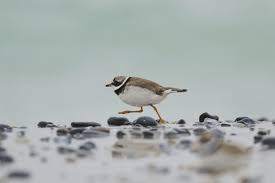 Attēlu rezultāti vaicājumam “Charadrius hiaticula adult”