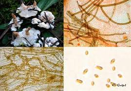 Attēlu rezultāti vaicājumam “Sistotrema confluens”