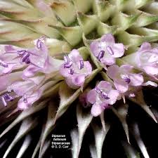 Attēlu rezultāti vaicājumam “Dipsacaceae”