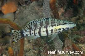 Image result for Serranus atricauda