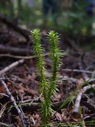 Attēlu rezultāti vaicājumam “Huperzia selago”