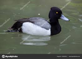 Image result for Aythya affinis