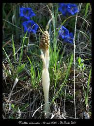 Attēlu rezultāti vaicājumam “Neottia nidus-avis”