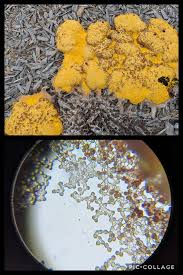 Attēlu rezultāti vaicājumam “Physarum auriscalpium spores”