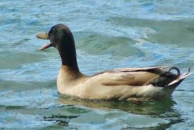 Attēlu rezultāti vaicājumam “Anas platyrhynchos male”