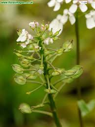 Image result for Iberis amara