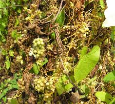 Attēlu rezultāti vaicājumam “Cuscuta europaea fruit”