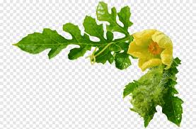 Attēlu rezultāti vaicājumam “Citrullus lanatus leaf”