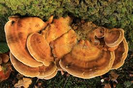 Attēlu rezultāti vaicājumam “Coriolopsis trogii”