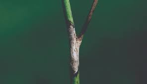 Attēlu rezultāti vaicājumam “Stemonitopsis amoena stalked”