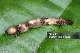 Attēlu rezultāti vaicājumam “Lygistopterus sanguineus larva”