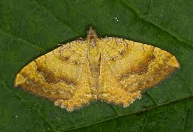 Attēlu rezultāti vaicājumam “Camptogramma bilineata”