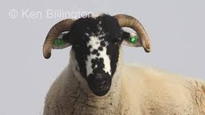 Attēlu rezultāti vaicājumam “Ovis aries”