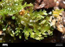 Attēlu rezultāti vaicājumam “Riccardia multifida”