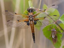 Attēlu rezultāti vaicājumam “Libellula quadrimaculata imago”
